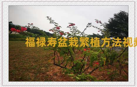 福禄寿盆栽繁植方法视频