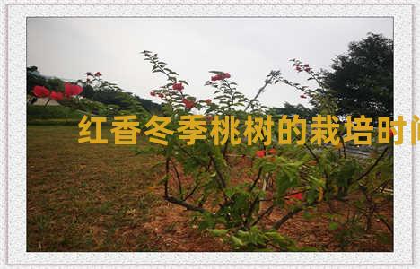 红香冬季桃树的栽培时间