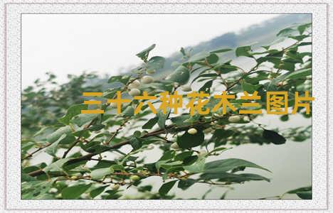 三十六种花木兰图片