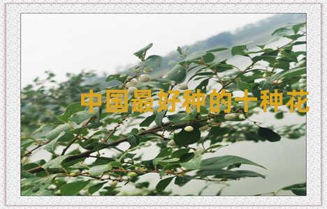 中国最好种的十种花