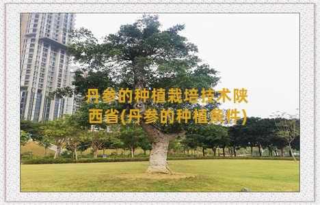 丹参的种植栽培技术陕西省(丹参的种植条件)
