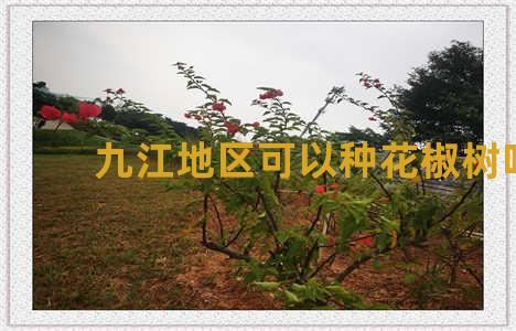 九江地区可以种花椒树吗
