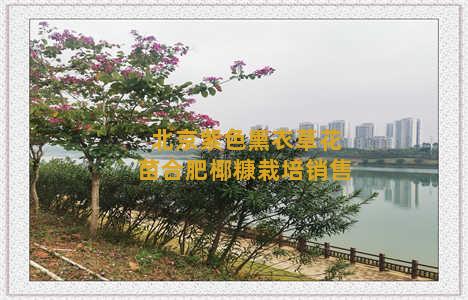 北京紫色熏衣草花苗合肥椰糠栽培销售