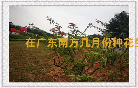 在广东南方几月份种花生