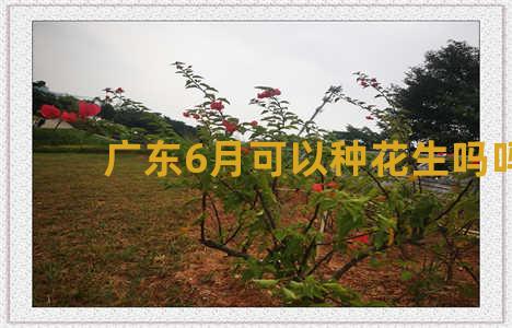 广东6月可以种花生吗吗