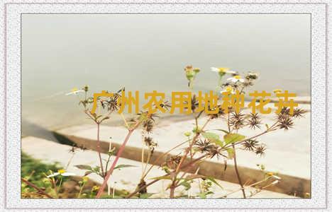 广州农用地种花卉