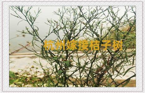 杭州嫁接桔子树