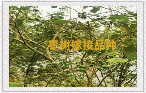 枣树嫁接品种
