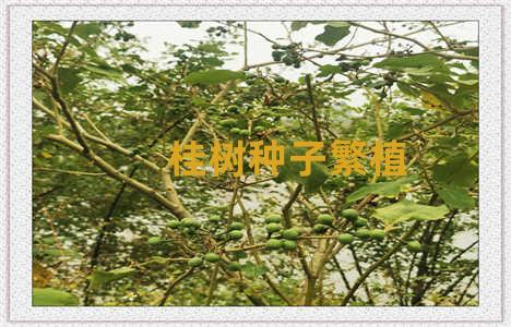 桂树种子繁植