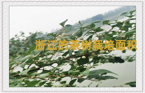 浙江的茶树栽培面积