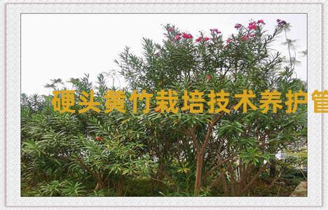 硬头黄竹栽培技术养护管理