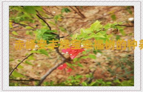 赤峰安丰绿宝幸福树的种养方法