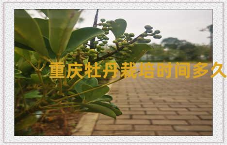 重庆牡丹栽培时间多久