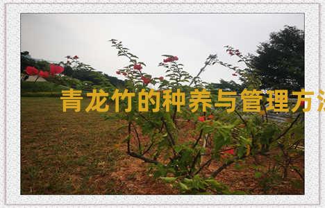 青龙竹的种养与管理方法