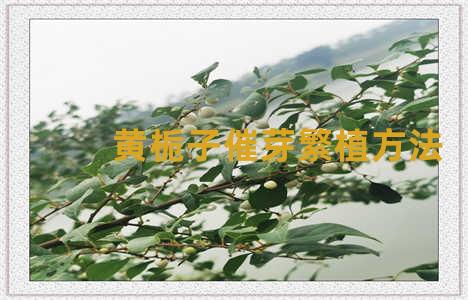 黄栀子催芽繁植方法